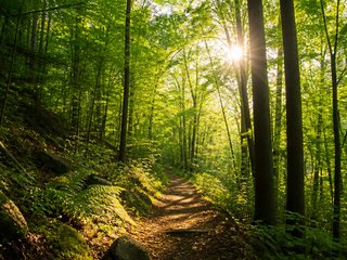 🌲 Nature